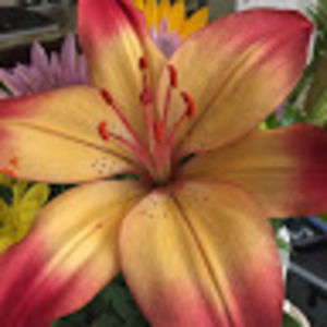 Nothing just lookin....